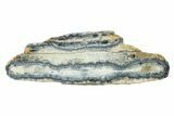 Mammoth Molar Slice With Case - South Carolina #335169-1